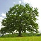 White Oak Tree