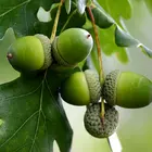 White Oak Tree
