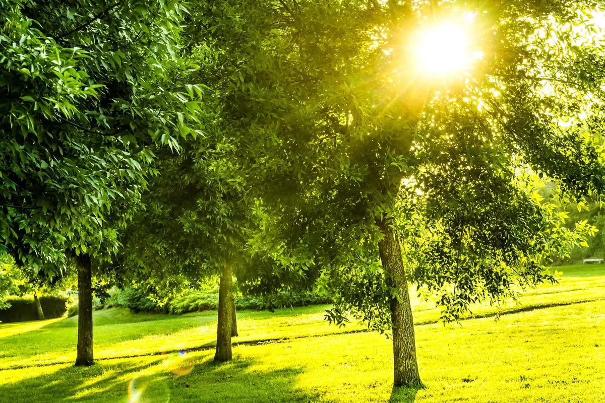 Green Ash Tree