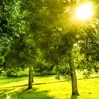 Green Ash Tree