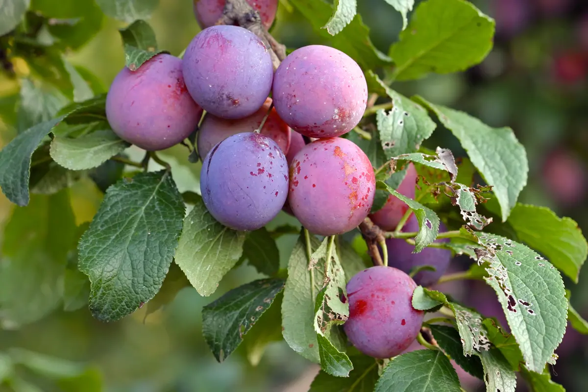 Sweet Treat Pluerry Tree Sweet Treat Pluerry Tree