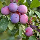 Sweet Treat Pluerry Tree
