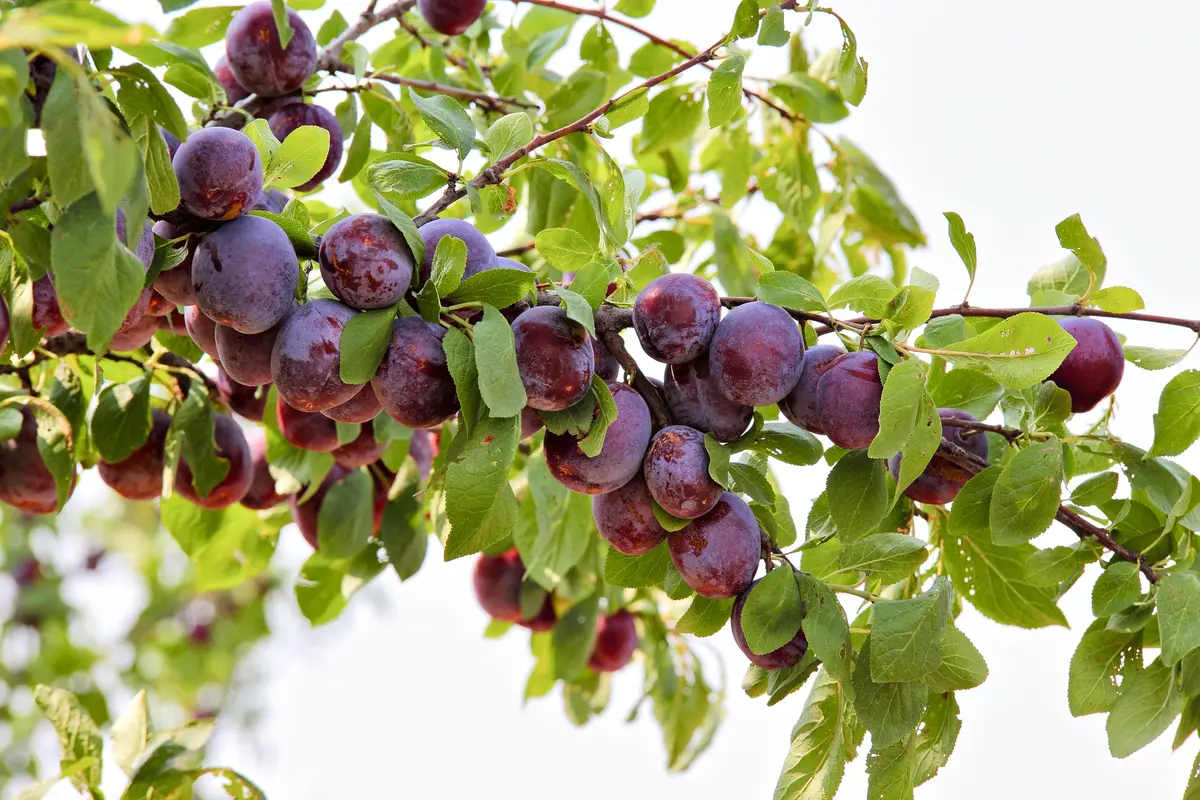 Sweet Treat Pluerry Tree Sweet Treat Pluerry Tree