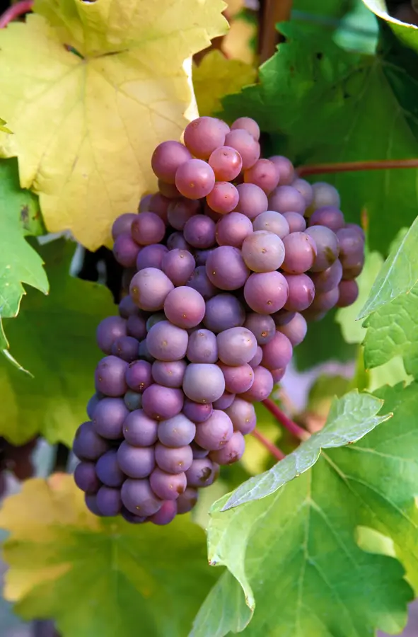Pinot Gris Grape Vine