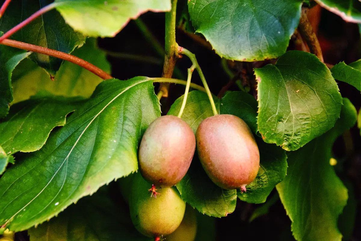 Prolific Kiwi