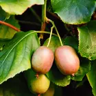 Prolific Kiwi