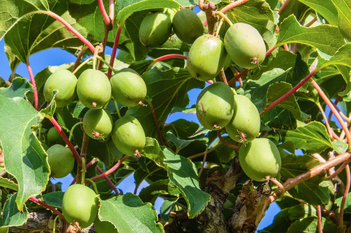 Cordifolia Hardy Kiwi