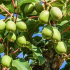 Cordifolia Hardy Kiwi