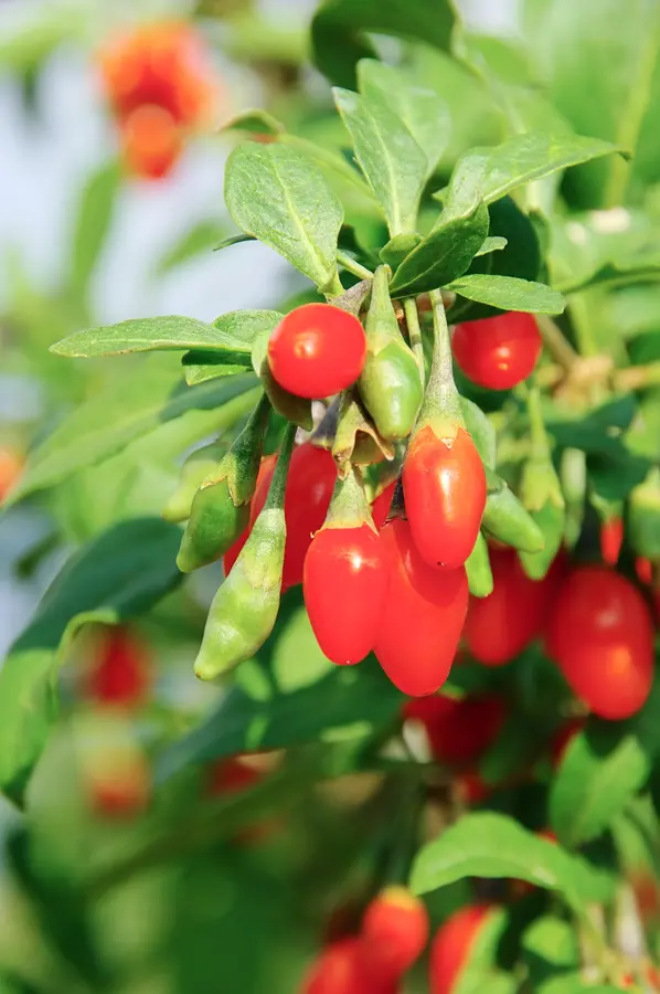 Goji Berry Plant