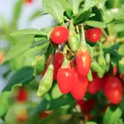 Goji Berry Plant
