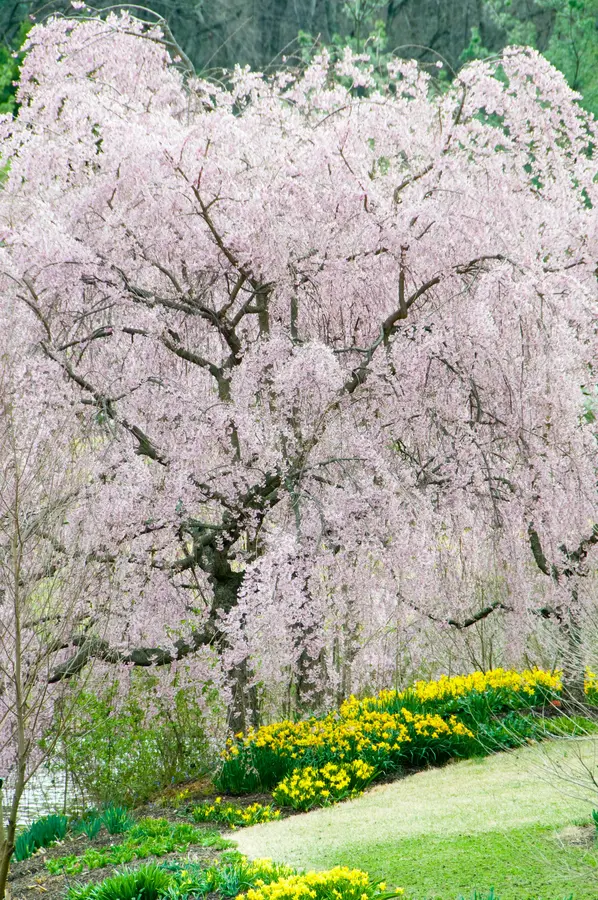 Weeping Snow Fountain Flowering Cherry