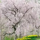 Weeping Snow Fountain Flowering Cherry