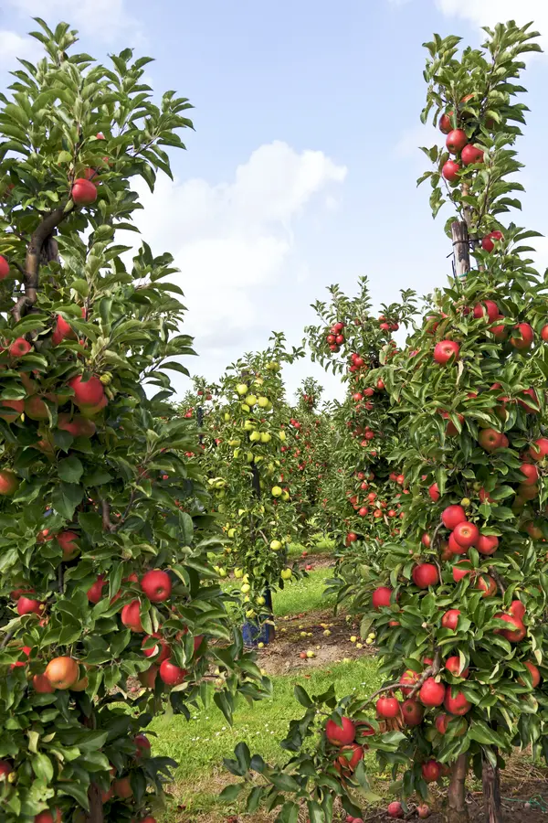 Cortland Apple Tree