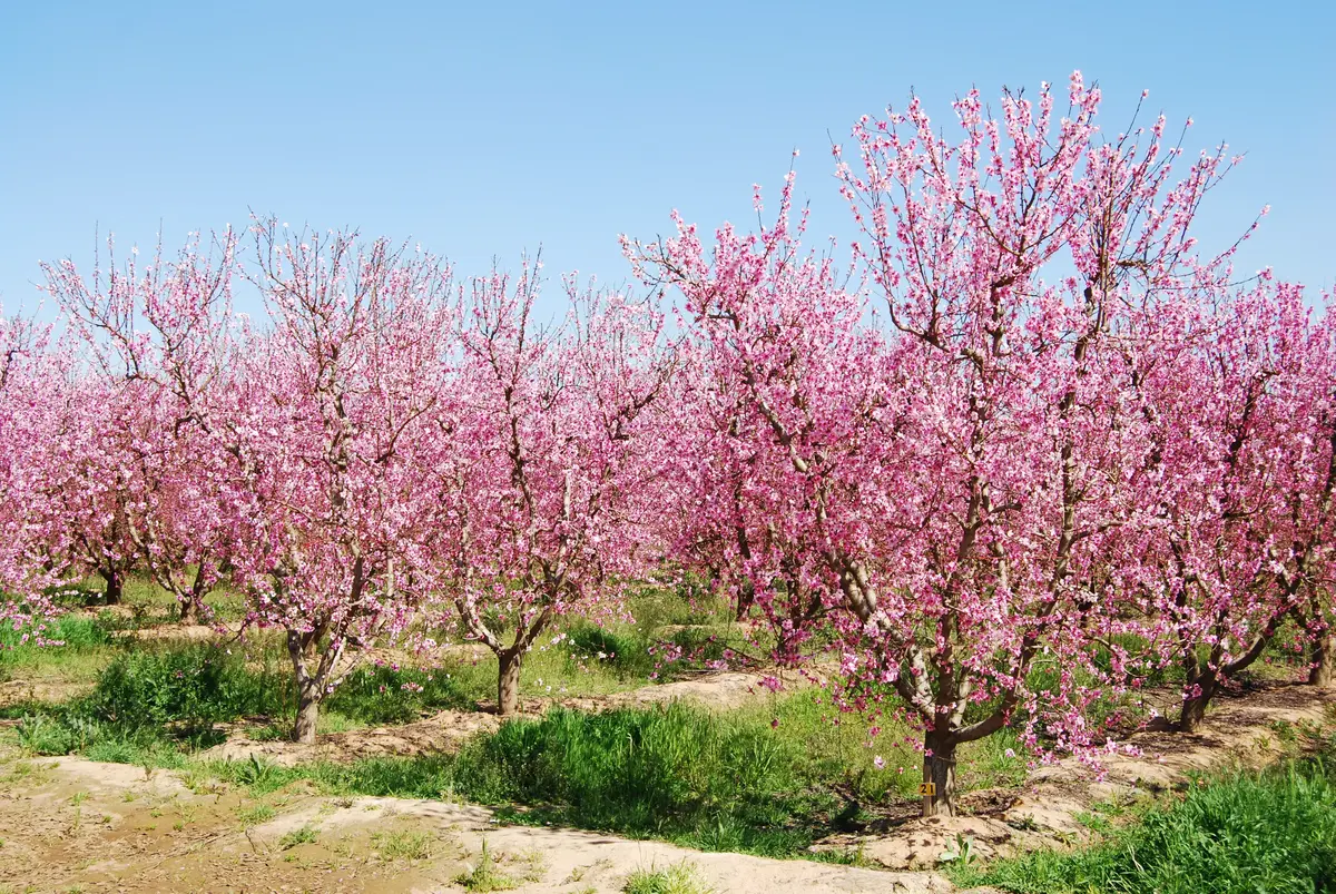 Sam Houston Peach Tree