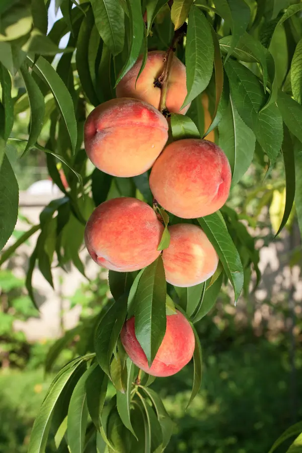 Sam Houston Peach Tree