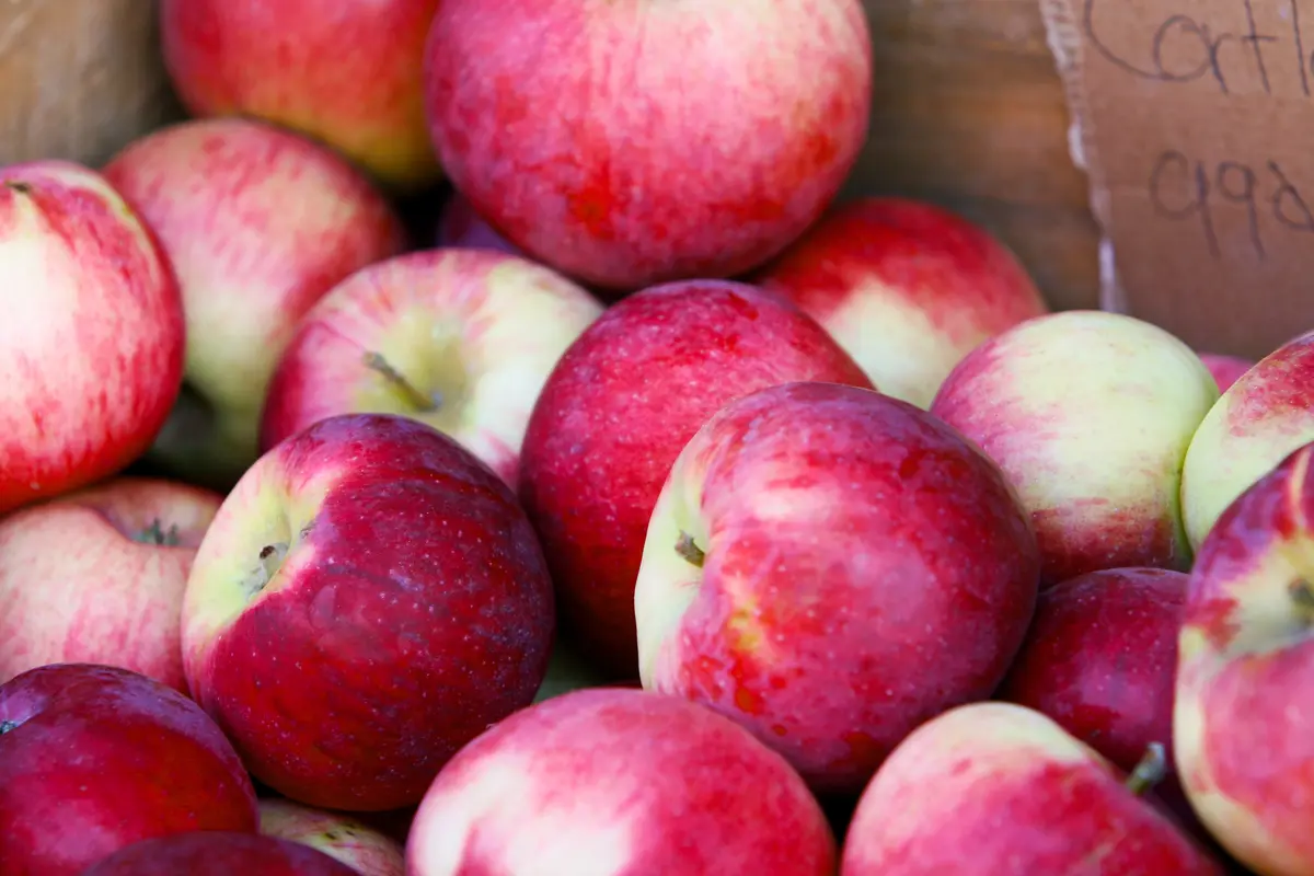 Cortland Apple Tree