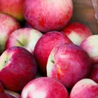 Cortland Apple Tree