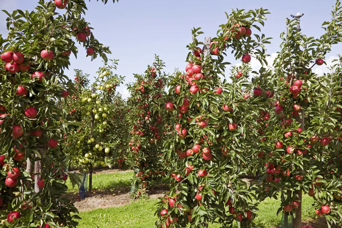Cortland Apple Tree