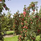 Cortland Apple Tree