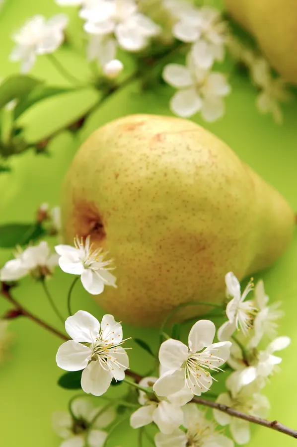 Beurre D'Anjou Pear