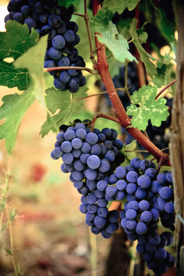 Lomanto Grape Vine