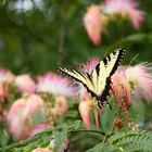 Mimosa Silk Tree