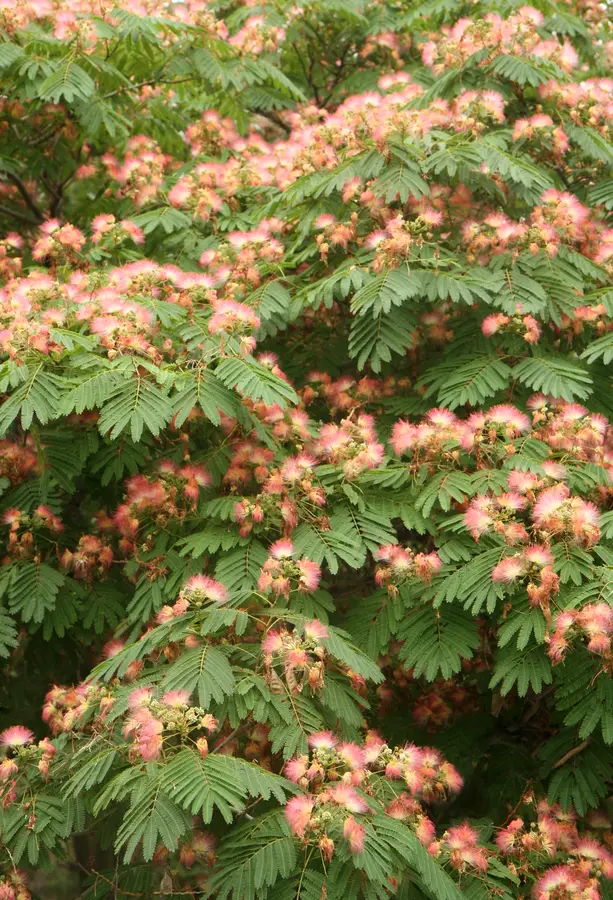 E H Wilson Mimosa Tree E H Wilson Mimosa Tree