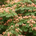 E H Wilson Mimosa Tree