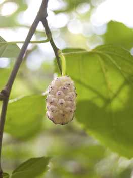 White Mulberry Tree – Tristar Plants