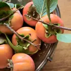 Izu Persimmon Tree