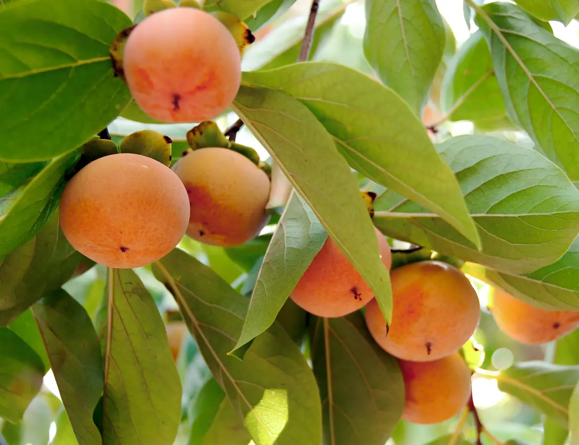 Izu Persimmon Tree