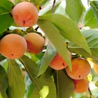 Izu Persimmon Tree