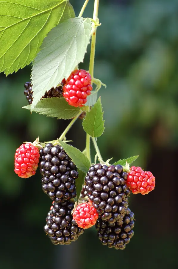 Natchez Thornless Blackberry Plant Natchez Thornless Blackberry Plant