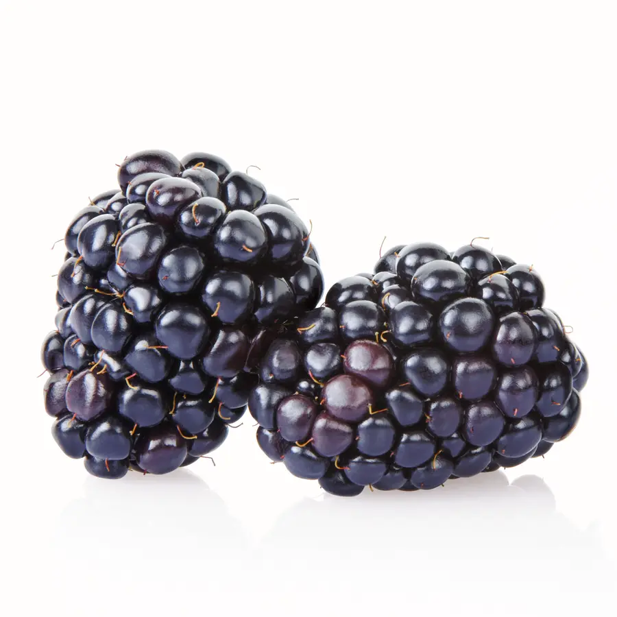 Natchez Thornless Blackberry Plant Natchez Thornless Blackberry Plant