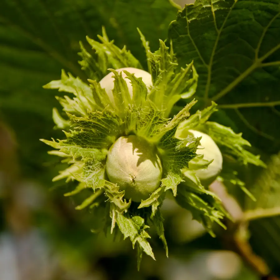 Jefferson Hazelnut Tree