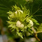 Jefferson Hazelnut Tree
