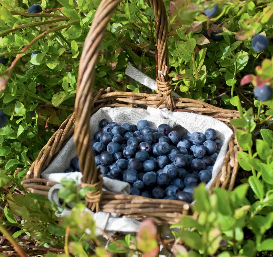 Northern Blueberry Combo Northern Blueberry Combo