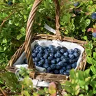 Northern Blueberry Combo