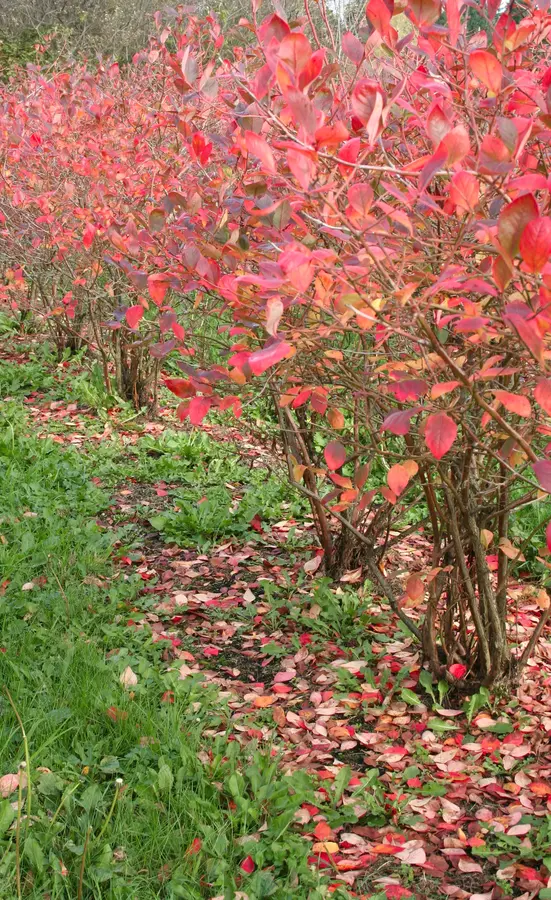 Patriot Northern Highbush Blueberry Plant Patriot Northern Highbush Blueberry Plant