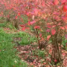 Patriot Northern Highbush Blueberry Plant