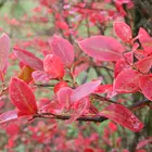 Reka Northern Highbush Blueberry Plant