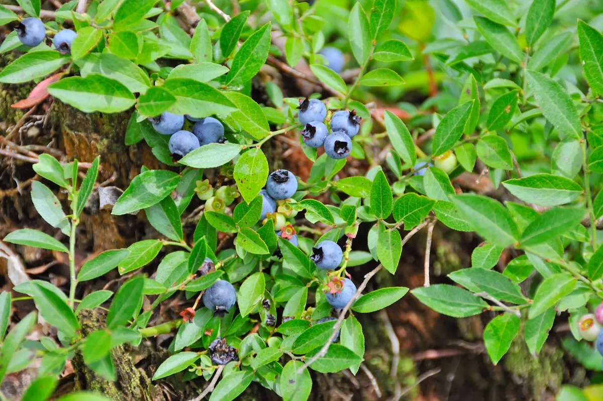 Rubel Northern Highbush Blueberry Plant Rubel Northern Highbush Blueberry Plant