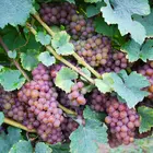 Champagne Grape Vine
