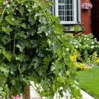 Teas Weeping Fruiting Mulberry Tree