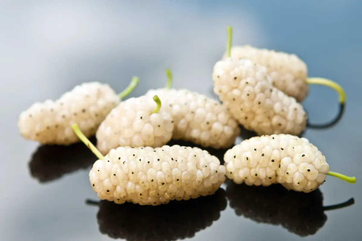 White Mulberry Tree White Mulberry Tree
