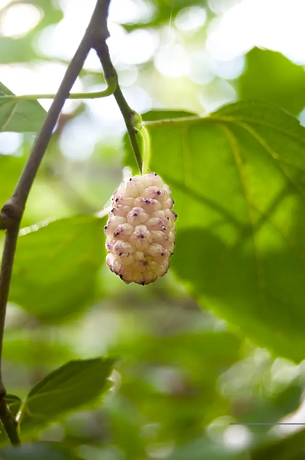 White Mulberry Tree White Mulberry Tree