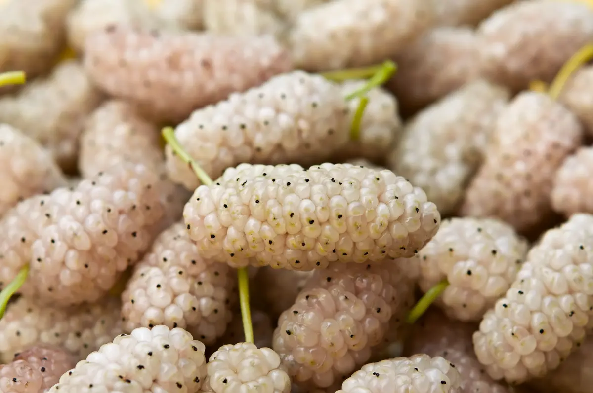 White Mulberry Tree White Mulberry Tree