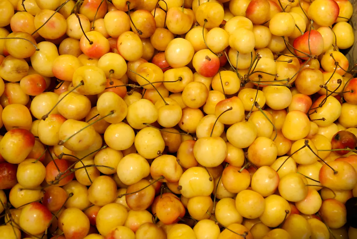 4-in-1 Combo Sweet Cherry Tree