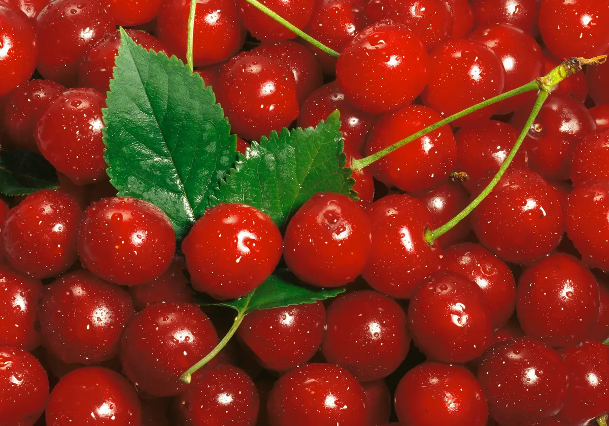 4-in-1 Combo Sweet Cherry Tree