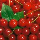 4-in-1 Combo Sweet Cherry Tree